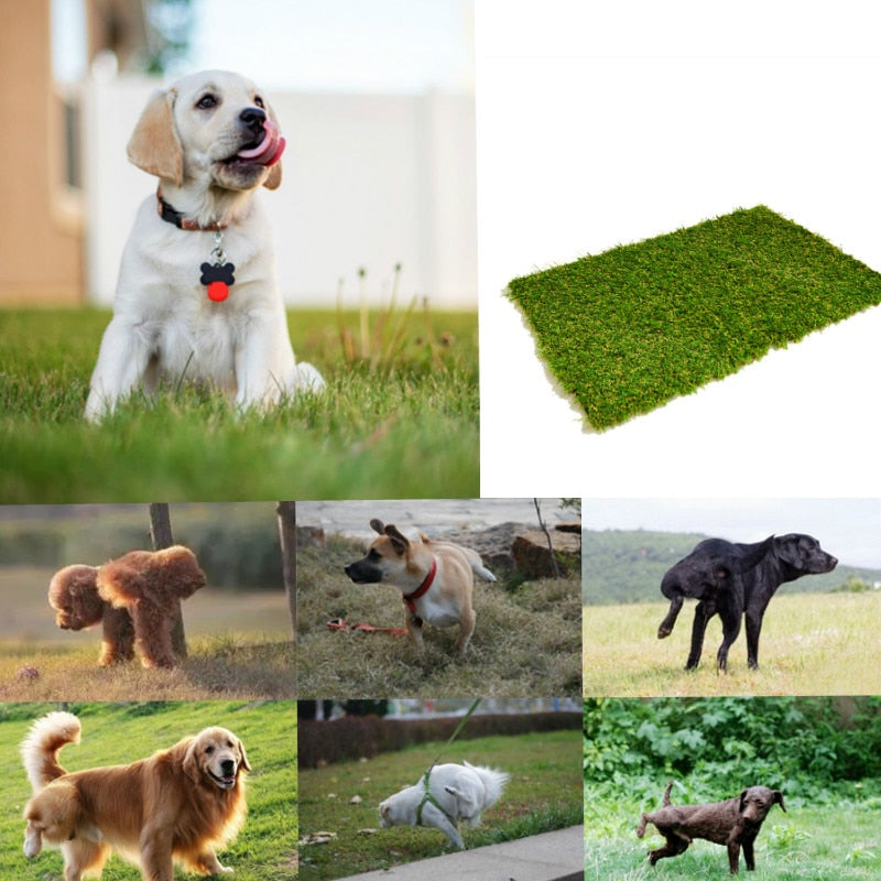 PELOUSE POUR CHIEN